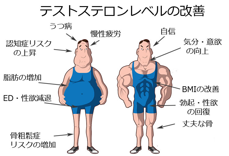 テストステロン レベル 改善 うつ病 認知症 ED 性欲 骨粗鬆症 慢性疲労